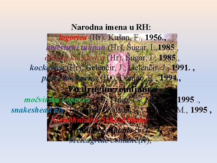 Narodna imena u RH: logorica (Hr), Kušan, F. , 1956. , močvarni tulipan (Hr),