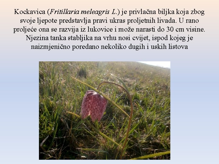 Kockavica (Fritillaria meleagris L. ) je privlačna biljka koja zbog svoje ljepote predstavlja pravi