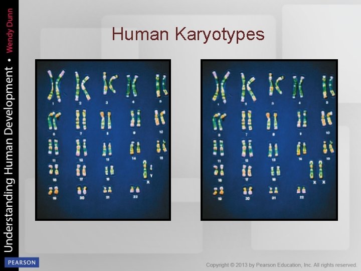 Human Karyotypes 