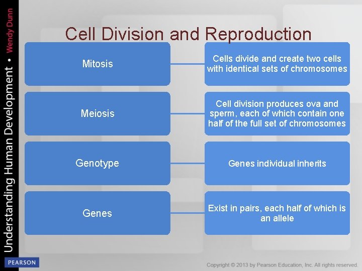 Cell Division and Reproduction Mitosis Cells divide and create two cells with identical sets