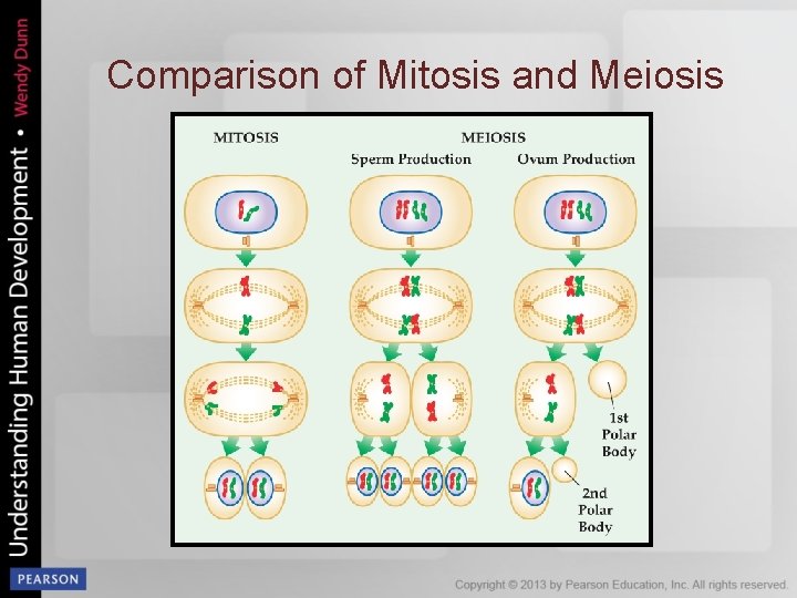 Comparison of Mitosis and Meiosis 