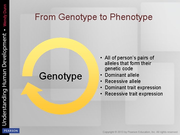 From Genotype to Phenotype Genotype • All of person’s pairs of alleles that form