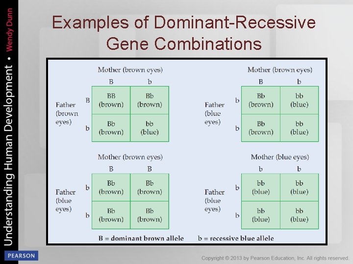 Examples of Dominant-Recessive Gene Combinations 