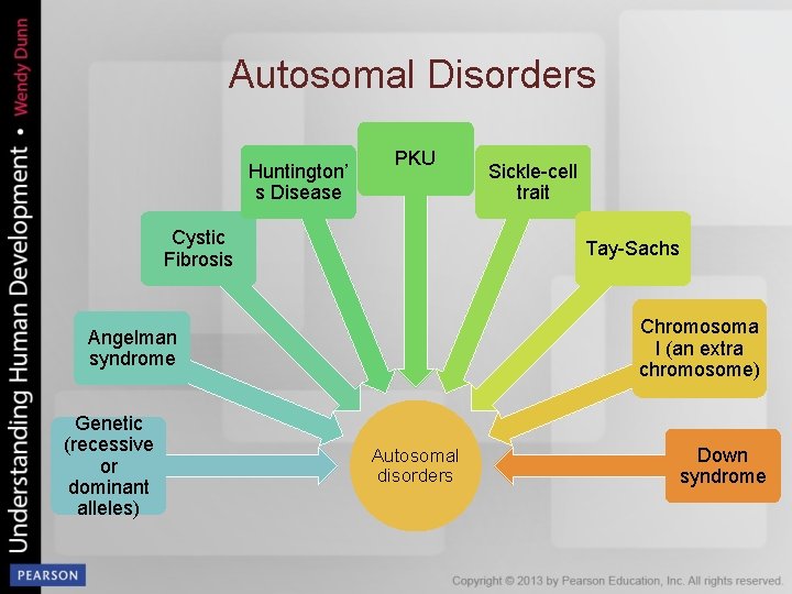 Autosomal Disorders Huntington’ s Disease PKU Cystic Fibrosis Tay-Sachs Chromosoma l (an extra chromosome)