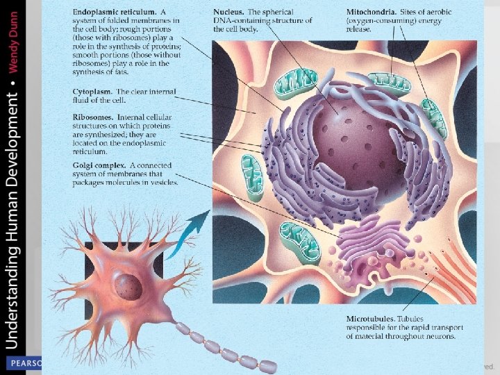 Major Features of a Typical Cell 