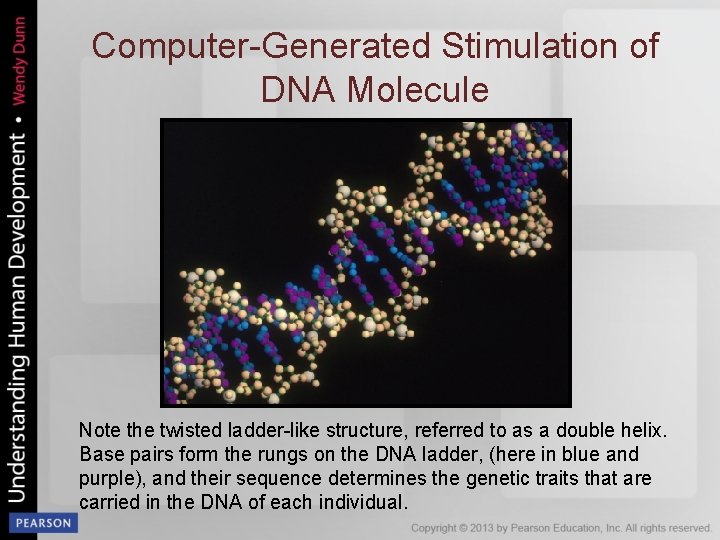 Computer-Generated Stimulation of DNA Molecule Note the twisted ladder-like structure, referred to as a