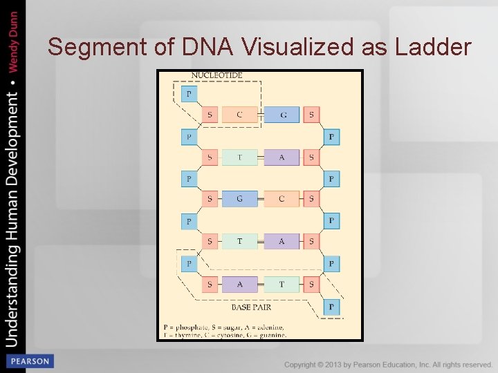 Segment of DNA Visualized as Ladder 