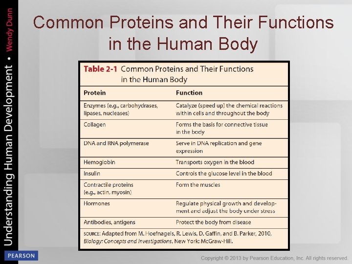 Common Proteins and Their Functions in the Human Body 