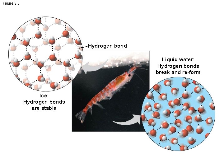Figure 3. 6 Hydrogen bond Liquid water: Hydrogen bonds break and re-form Ice: Hydrogen