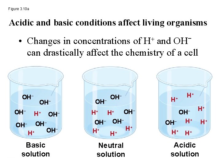 Figure 3. 10 a Acidic and basic conditions affect living organisms • Changes in