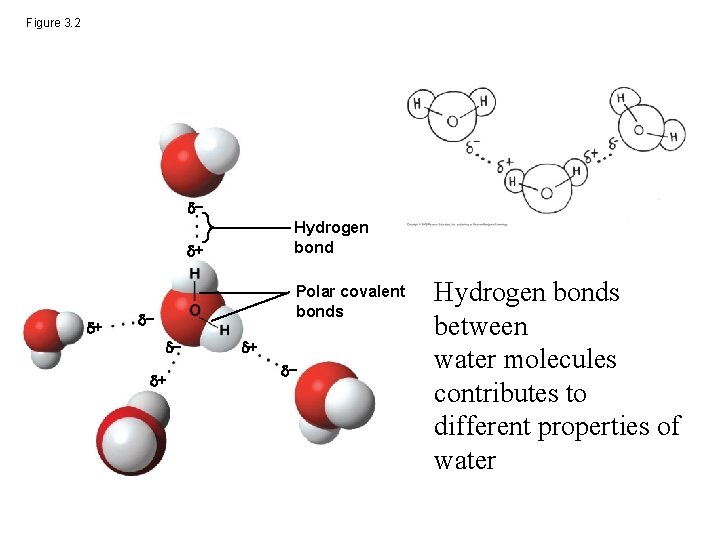 Figure 3. 2 − Hydrogen bond + + Polar covalent bonds − − +