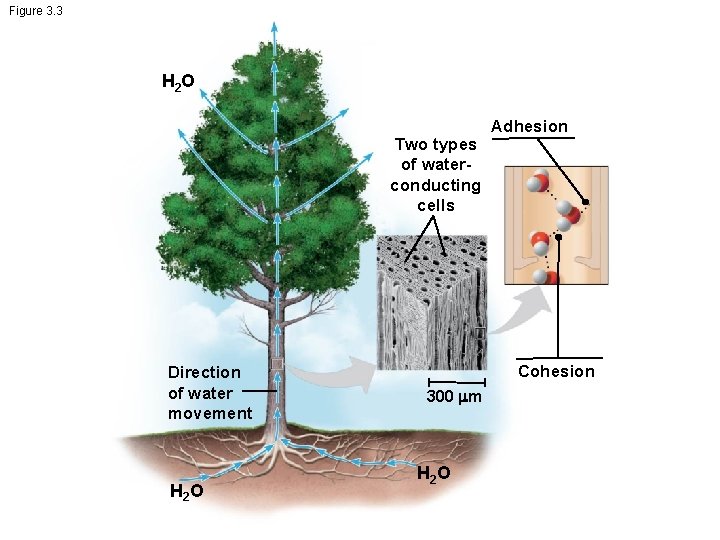 Figure 3. 3 H 2 O Two types of waterconducting cells Direction of water