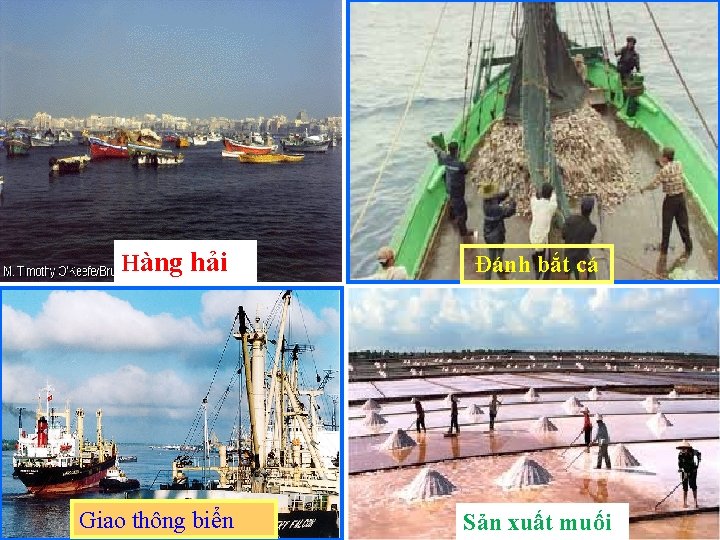 Hàng hải Giao thông biển Đánh bắt cá Sản xuất muối Hàng hải Giao thông biển Đánh bắt cá Sản xuất muối