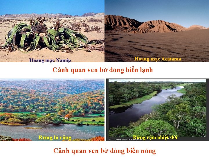 Hoang mạc Namip Hoang mạc Acatama Cảnh quan ven bờ dòng biển lạnh Rừng Hoang mạc Namip Hoang mạc Acatama Cảnh quan ven bờ dòng biển lạnh Rừng