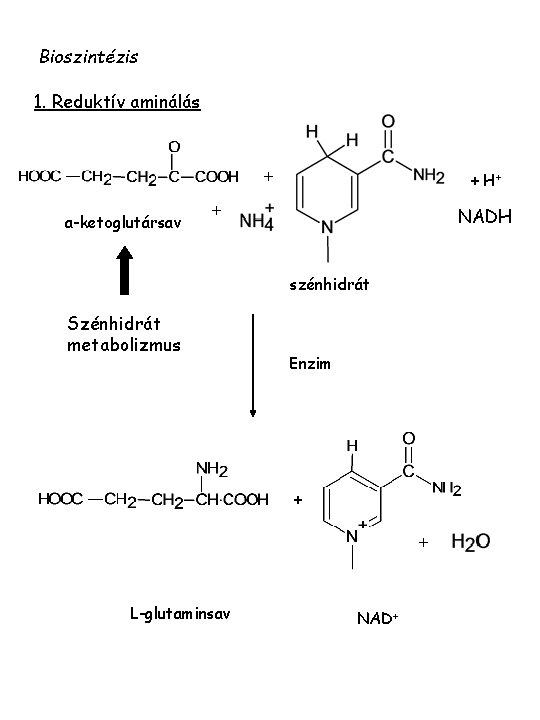 Bioszintézis 1. Reduktív aminálás + a-ketoglutársav + H+ + NADH szénhidrát Szénhidrát metabolizmus Enzim