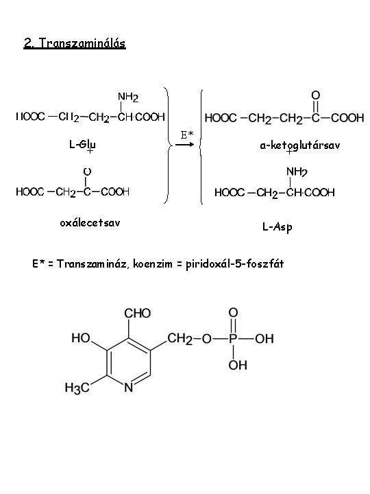 2. Transzaminálás L-Glu + oxálecetsav E* a-ketoglutársav + L-Asp E* = Transzamináz, koenzim =