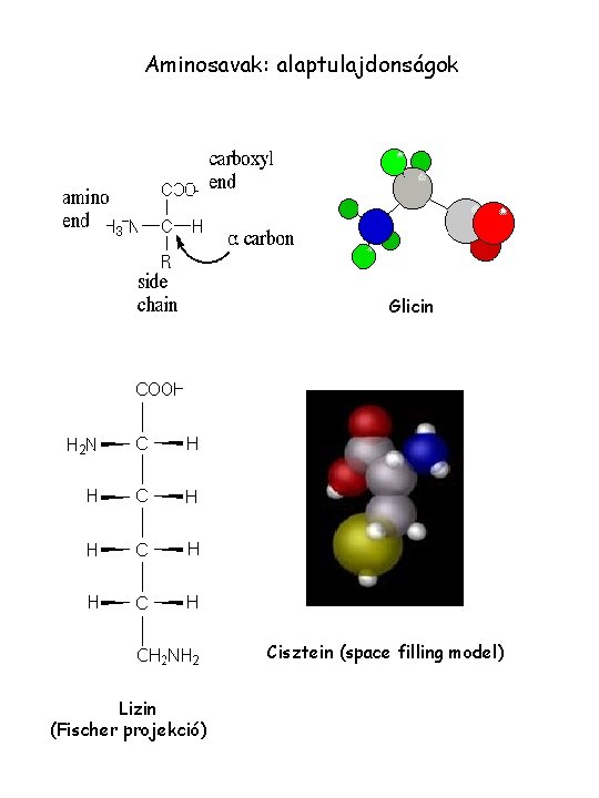 Aminosavak: alaptulajdonságok Glicin Cisztein (space filling model) Lizin (Fischer projekció) 