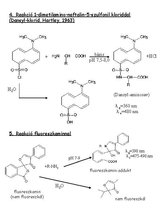 4. Reakció 1 -dimetilamino-naftalin-5 -szulfonil kloriddal (Dansyl-klorid, Hartley, 1963) bázis p. H 7, 5