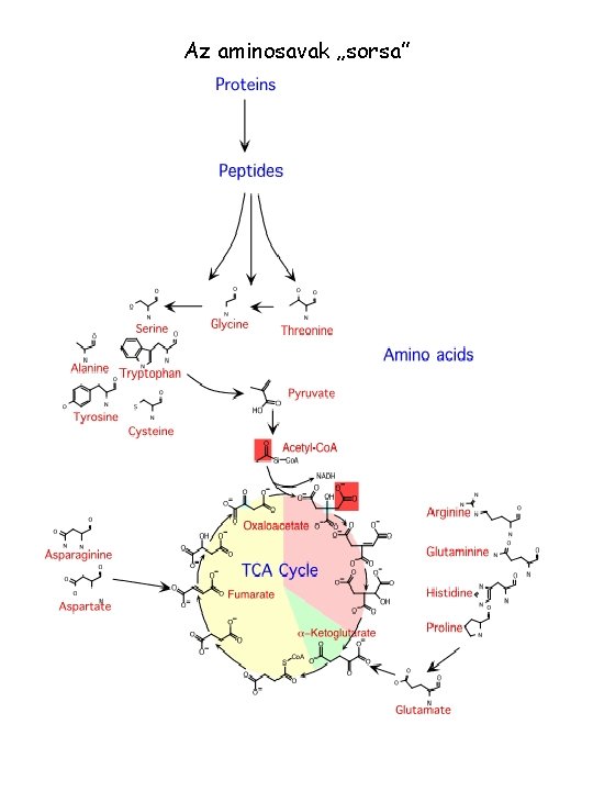 Az aminosavak „sorsa” 