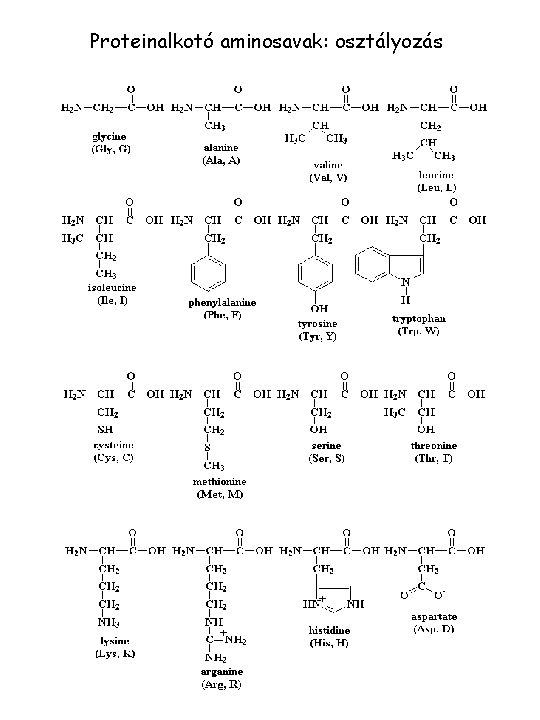 Proteinalkotó aminosavak: osztályozás 