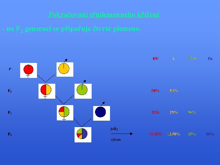 Pokračování tříplemenného křížení - na F 2 generaci se připařuje čtvrté plemeno. 