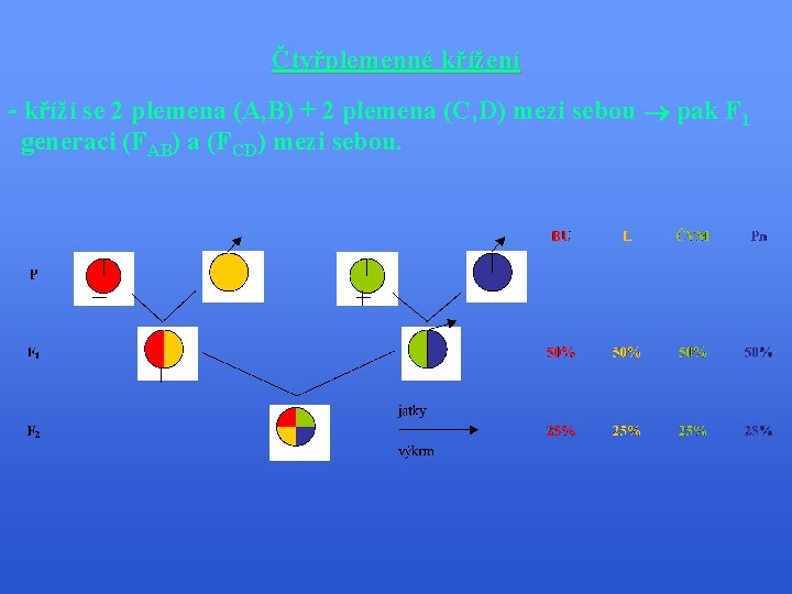 Čtyřplemenné křížení - kříží se 2 plemena (A, B) + 2 plemena (C, D)