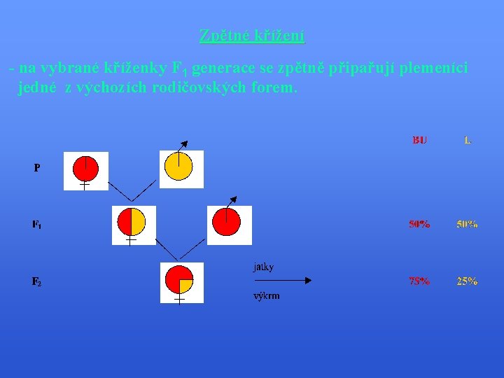 Zpětné křížení - na vybrané kříženky F 1 generace se zpětně připařují plemeníci jedné