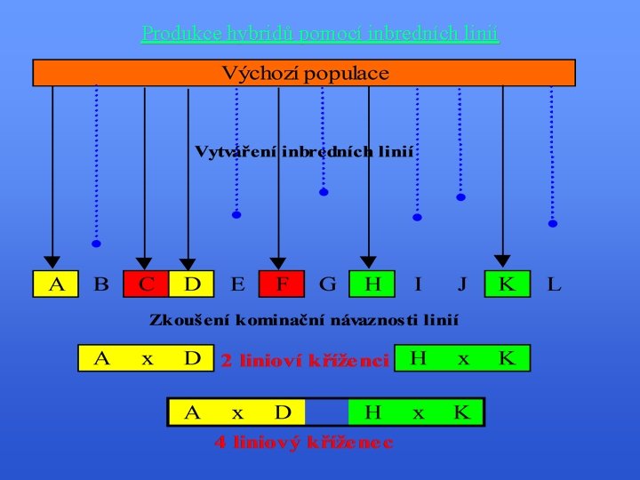Produkce hybridů pomocí inbredních linií 