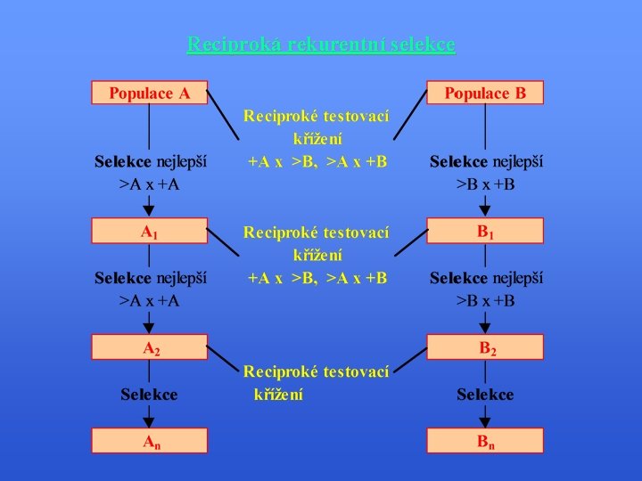 Reciproká rekurentní selekce 