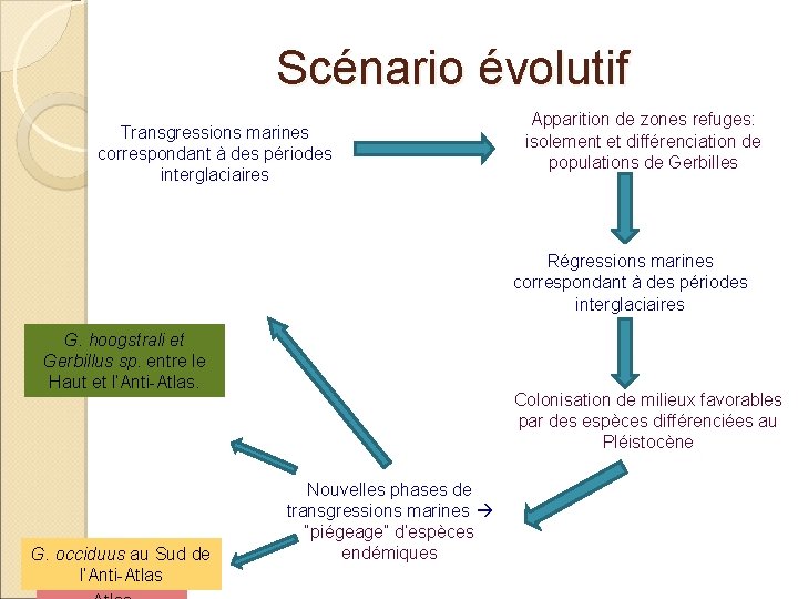 Scénario évolutif Transgressions marines correspondant à des périodes interglaciaires Apparition de zones refuges: isolement