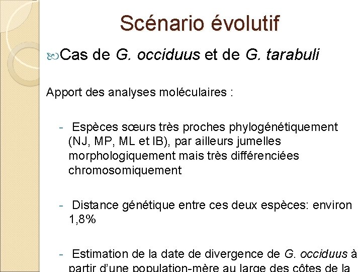 Scénario évolutif Cas de G. occiduus et de G. tarabuli Apport des analyses moléculaires