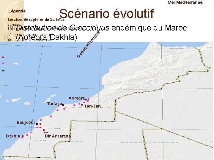 Mer Méditerranée Légende Scénario évolutif Localités de captures de Gerbillus tarabuli Localités de captures