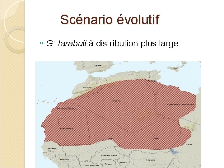 Scénario évolutif G. tarabuli à distribution plus large 