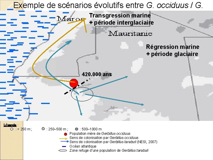 Exemple de scénarios évolutifs entre G. occiduus / G. tarabuli marine Transgression + période