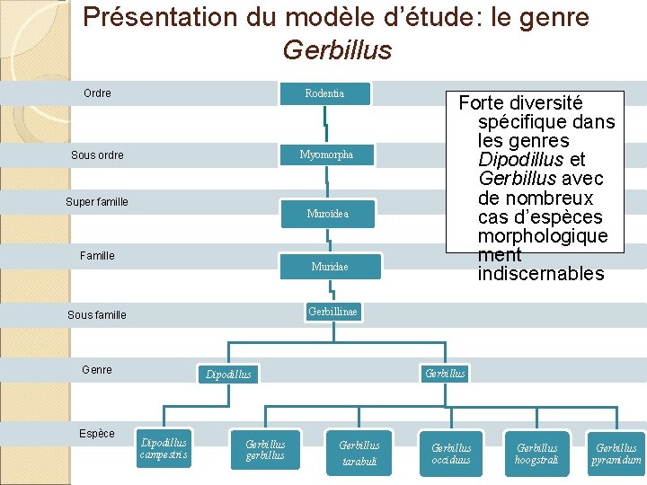 Présentation du modèle d’étude: le genre Gerbillus Ordre Rodentia Sous ordre Myomorpha Super famille