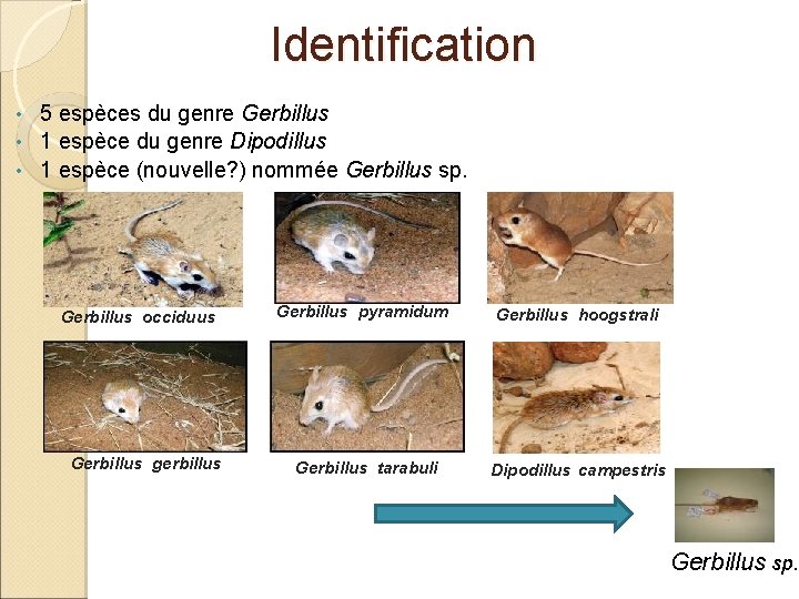 Identification 5 espèces du genre Gerbillus • 1 espèce du genre Dipodillus • 1