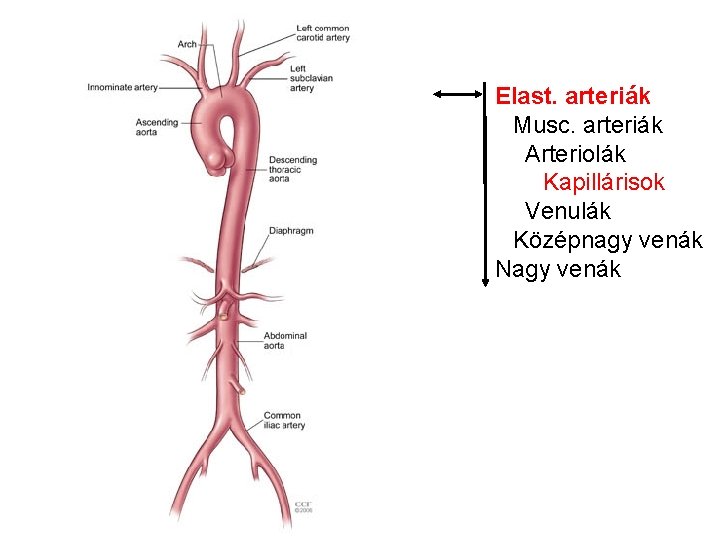 Elast. arteriák Musc. arteriák Arteriolák Kapillárisok Venulák Középnagy venák Nagy venák 