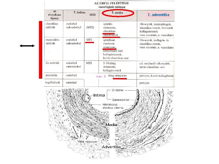 T. adventitia max. 5 