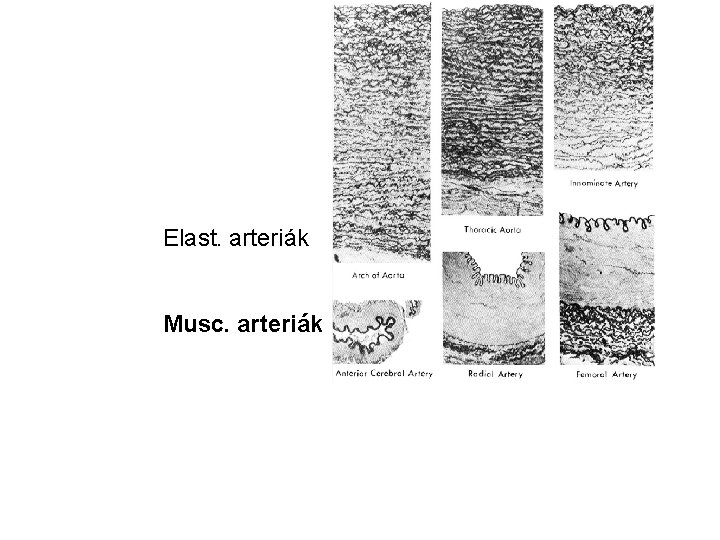 Elast. arteriák Musc. arteriák 