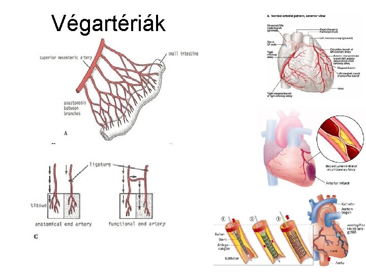 Végartériák 