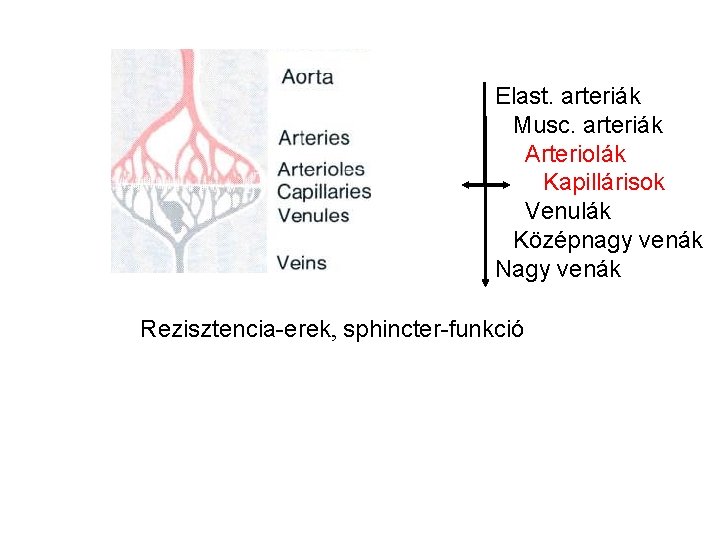 Elast. arteriák Musc. arteriák Arteriolák Kapillárisok Venulák Középnagy venák Nagy venák Rezisztencia-erek, sphincter-funkció 