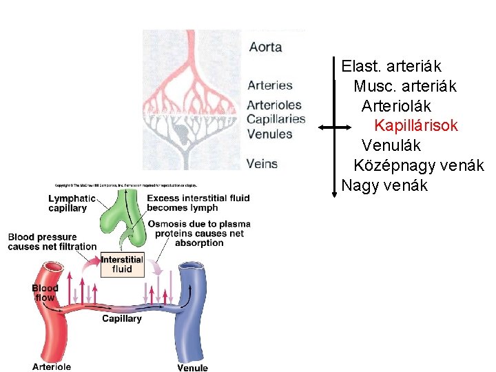 Elast. arteriák Musc. arteriák Arteriolák Kapillárisok Venulák Középnagy venák Nagy venák 