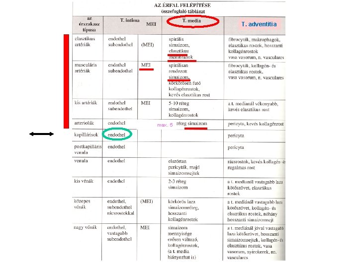 T. adventitia max. 5 