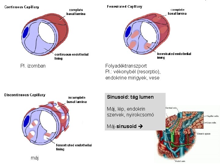 Pl. izomban Folyadéktranszport Pl. : vékonybél (resorptio), endokrine mirigyek, vese Sinusoid: tág lumen Máj,