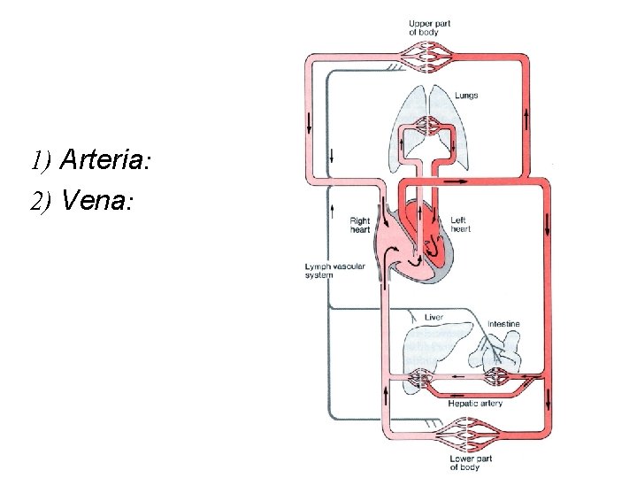 1) Arteria: 2) Vena: 