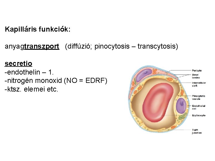 Kapilláris funkciók: anyagtranszport (diffúzió; pinocytosis – transcytosis) secretio -endothelin – 1. -nitrogén monoxid (NO