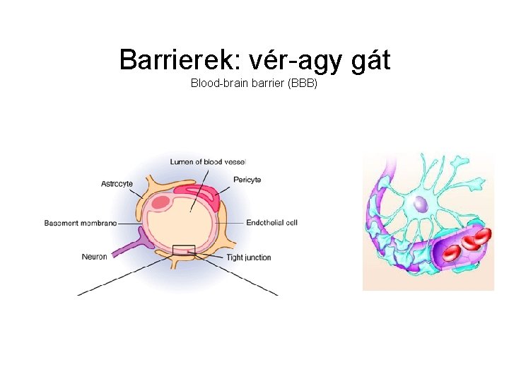 Barrierek: vér-agy gát Blood-brain barrier (BBB) 
