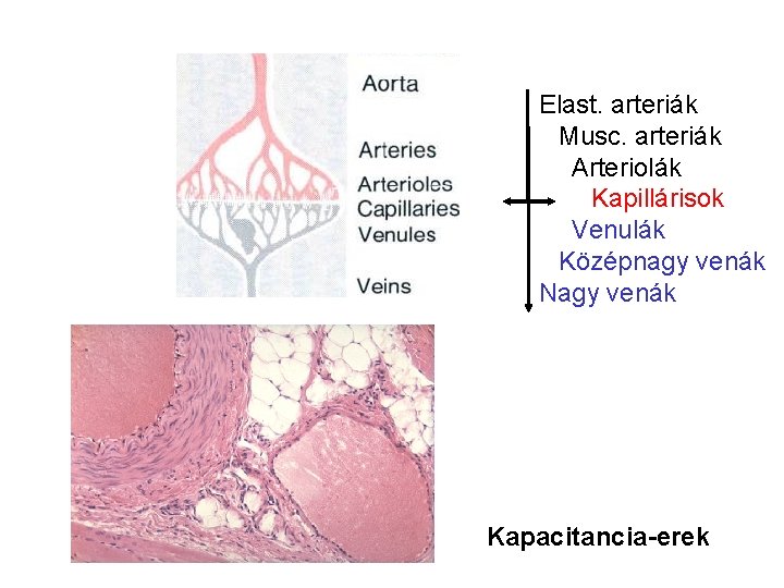 Elast. arteriák Musc. arteriák Arteriolák Kapillárisok Venulák Középnagy venák Nagy venák Kapacitancia-erek 