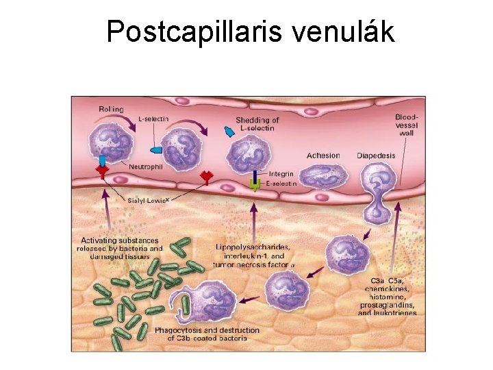 Postcapillaris venulák 