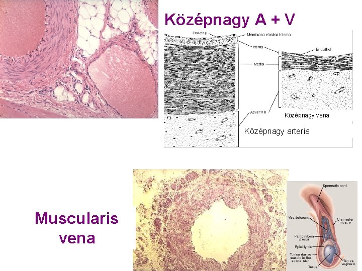Középnagy A + V Középnagy vena Középnagy arteria Muscularis vena 